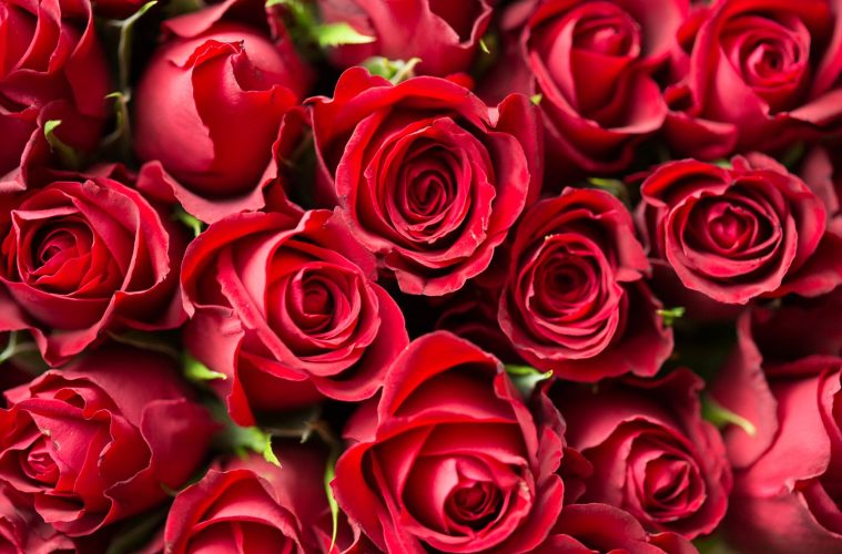 Rode rozen in close-up, verwijzing naar de Turkse serie Kızıl Goncalar (Red Roses)